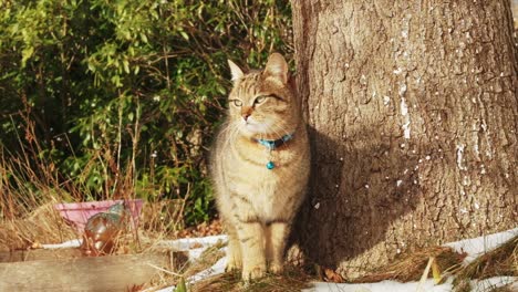 Süße-Europäische-Graue-Kätzchenkatze,-Die-Im-Schnee-In-Der-Wintersonne-Zeitlupe-100-Ips-Fhd-Steht