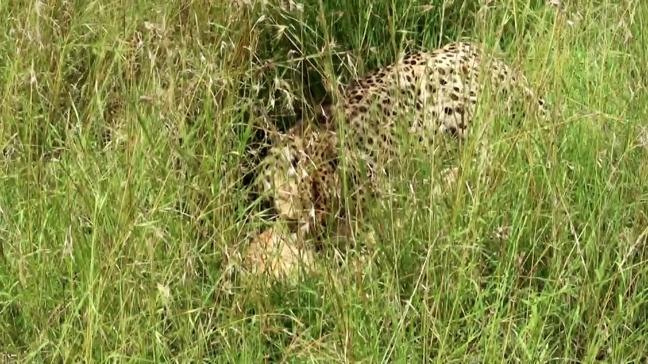 키 큰 풀밭에서 작은 영양 먹이를 먹고, 신선한 고기를 좋아하고 물고 있는 치타
