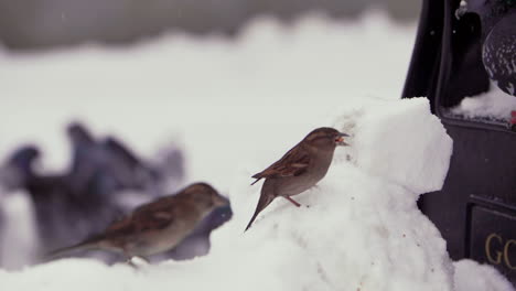 Kleine-Vögel-Auf-Einer-Parkbank-Im-Schnee