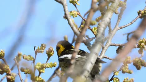 Blackburnian-Warbler-Auf-Einem-Baum-Im-Point-Pelee-Nationalpark-In-Kanada-Während-Der-Frühjahrswanderung