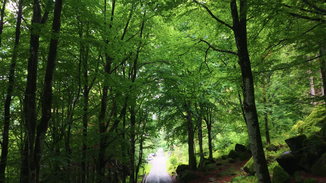 Drone flies along a forest road covered with red leaves, then ascends to reveal tall green trees in Switzerland