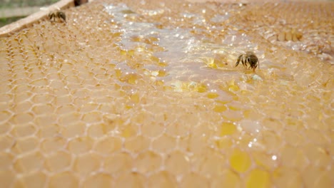 honeycomb with honey and bees