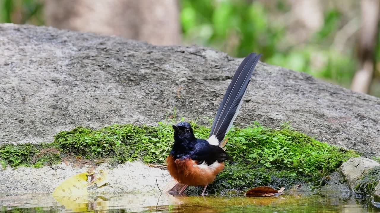 White-rumped Shama bathing in the forest during a hot day, Copsychus malabaricus, in Slow Motion