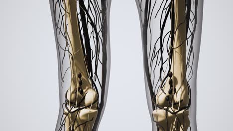 science anatomy of human blood vessels