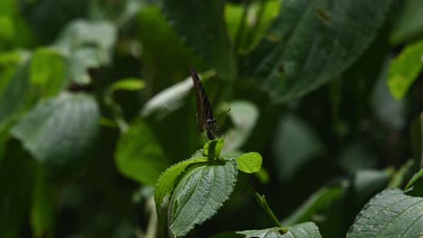 Chain-Swordtail,-Graphium-aristeus,-Kaeng-Krachan-National-Park,-UNESCO-World-Heritage,-Thailand