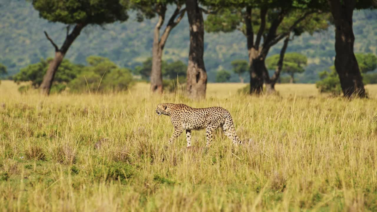 fotografía en cámara lenta de un guepardo caminando a través de las coloridas y exuberantes praderas de la reserva nacional de masai mara del norte de la sabana savana, vida silvestre africana en la reserva nacional de masai mara, kenia
