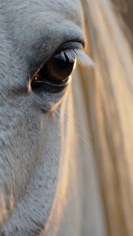 close-up of a horse's eye