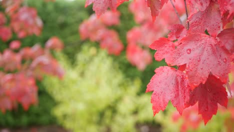 rain drops, red autumn maple tree leaves. water droplet, wet fall leaf in forest