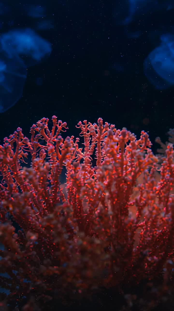 Video verticale: corallo rosso ondeggiante che si muove con una leggera corrente in una vasca, meduse che fluttuano sopra