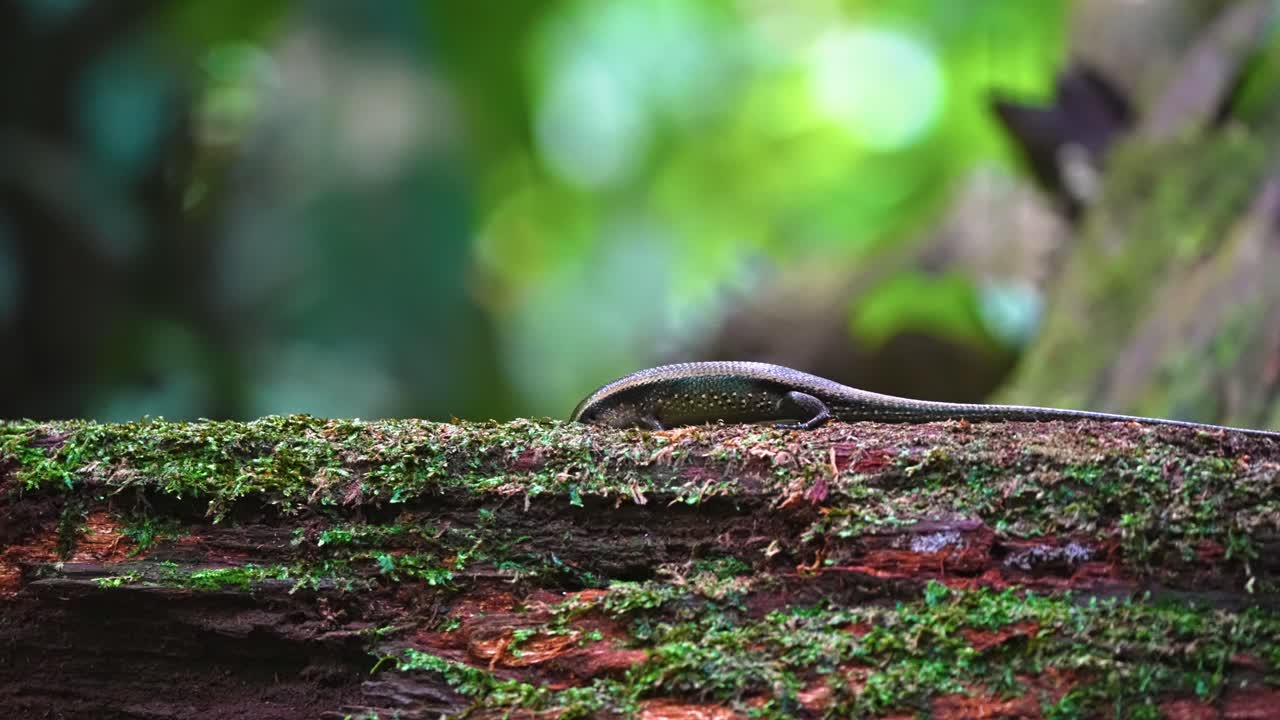Wildlife Scene Of A Western Skink Lizard Forage In Tropical Forest. Close-up Shot