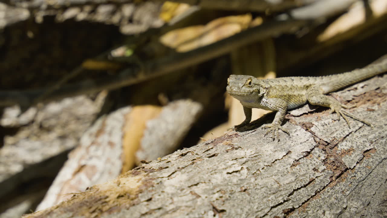 Moving shot of Western Fence Lizard looking at the camera while laying on a fallin tree located in Santa Paula Punch Bowls Southern California