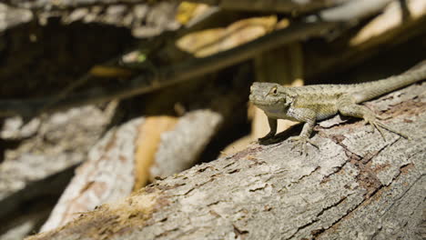 moving shot of western fence lizard looking at the camera while laying on a fallin tree located in santa paula punch bowls southern california