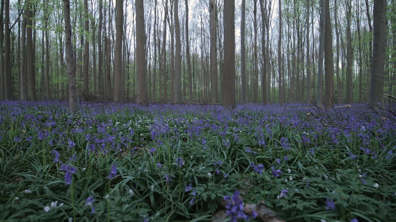 bajo a la tierra tiro de un bosque mágico de campanillas azules con impresionantes flores azules