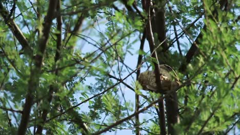 un búho salvaje se sienta en la rama de un árbol en su hábitat natural