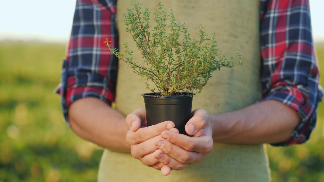 농부의 남성 손은 향료를 재배하는 백리향 식물 냄비를 들고 있습니다.