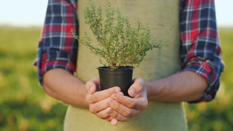 las manos masculinas del agricultor sostienen una olla de plantas de tomillo que cultivan especias