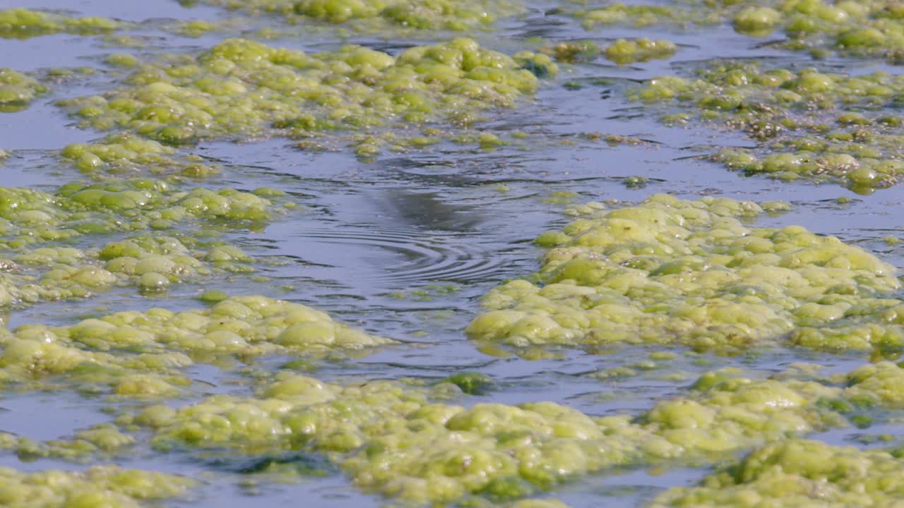 Thick green cyanobacteria algae floats on, pollutes wetland pond water
