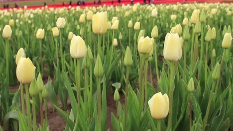 filas de tulipanes blancos que crecen en una granja de tulipanes