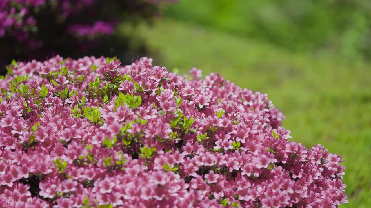 Bees swarm over the luscious rhododendron flowers