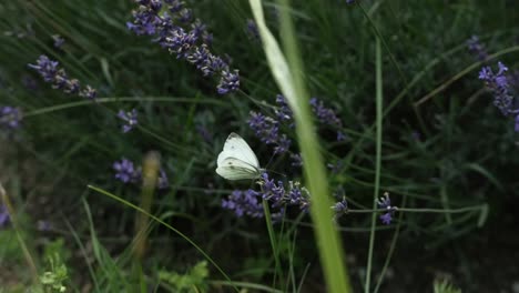 Mariposa-Sentada-Sobre-Lavanda-En-Cámara-Lenta