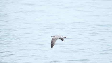 4K-Panning-Follow-of-Seagull-Flying-Over-Calm-Waters-in-Slow-Motion