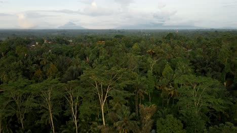 dense tropical forest revealed countryside village near mount batur in the island of bali, indonesia