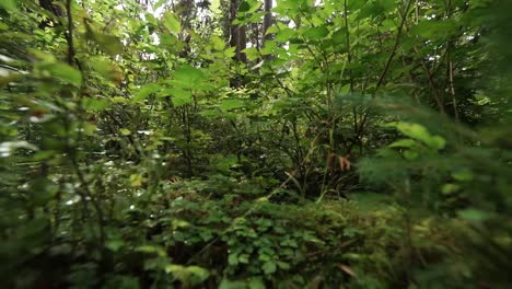 Alejar-El-Zoom-Hasta-El-Suelo-En-Un-Bosque-Lluvioso-Cubierto-De-Musgo,-árboles-Pequeños-Y-Helechos