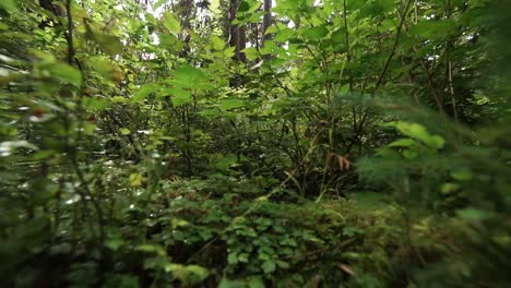 alejar el zoom hasta el suelo en un bosque lluvioso cubierto de musgo, árboles pequeños y helechos