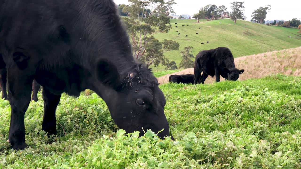 imágenes de 4k de una vaca negra comiendo pasto verde con vacas en el fondo en colinas cubiertas de hierba