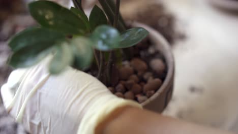 repotando una planta con guantes