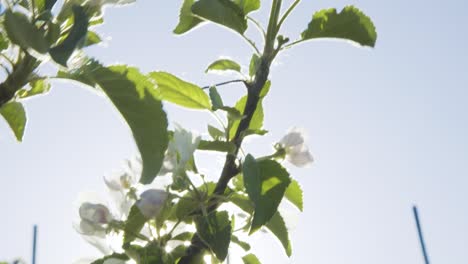Nahaufnahme-Von-Weißen-Blumen-Und-Grünen-Blättern-Auf-Apfelbäumen-Im-Obstgarten-Mit-Hintergrundbeleuchtung-Mit-Heller-Sonne