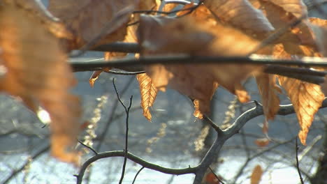 dried winter beech leaves and spider silk shine in sunlight with lake water glistening in background