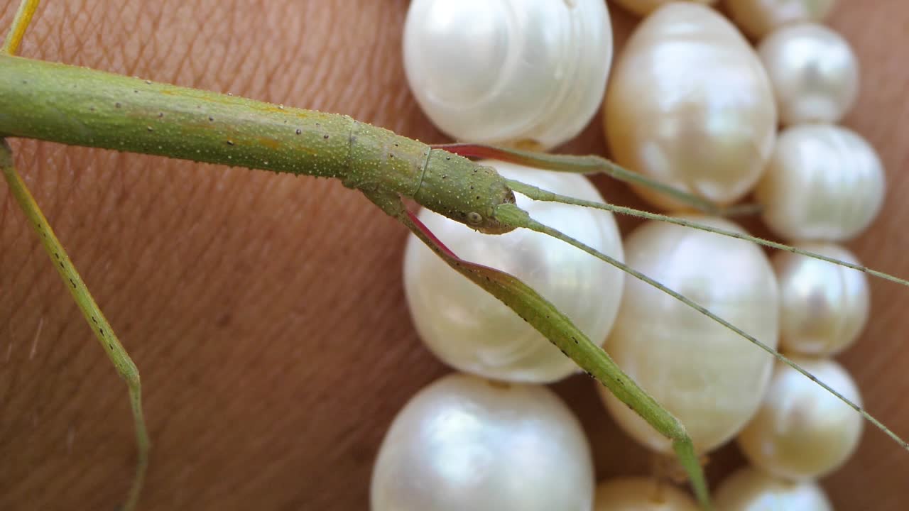 스틱 곤충 medauroidea extradentata, 가족 phasmatidae