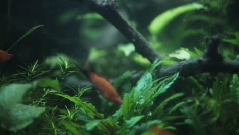dos espadas rojas cerca de una planta submarina en el acuario