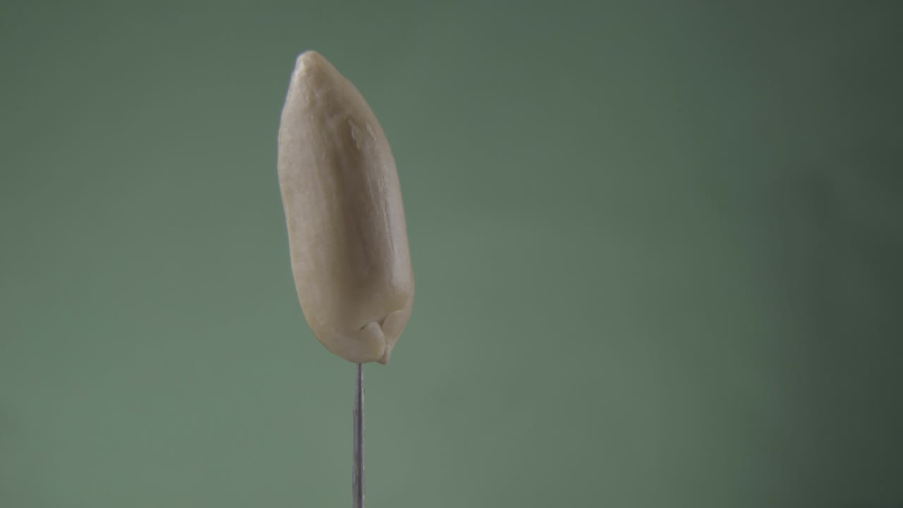 크로마 키를 위해 녹색 화면에 루프와 함께 땅콩 회전