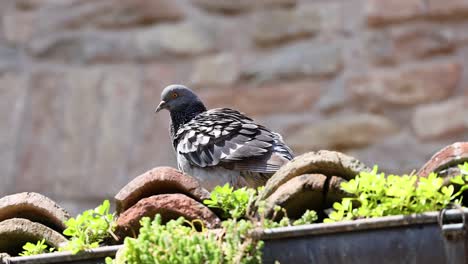 pigeon moving on rooftop with plants