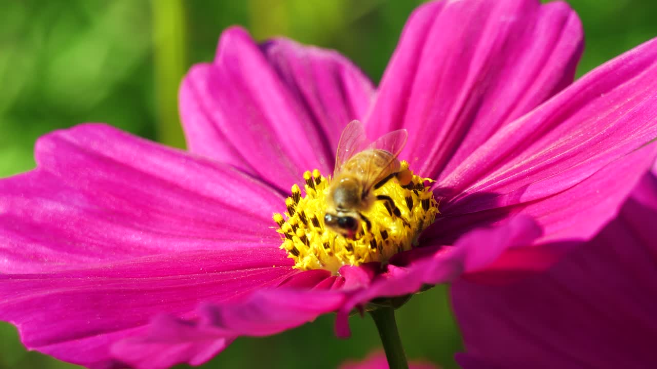 abeja melífera cubierta de polen está recogiendo néctar en flor