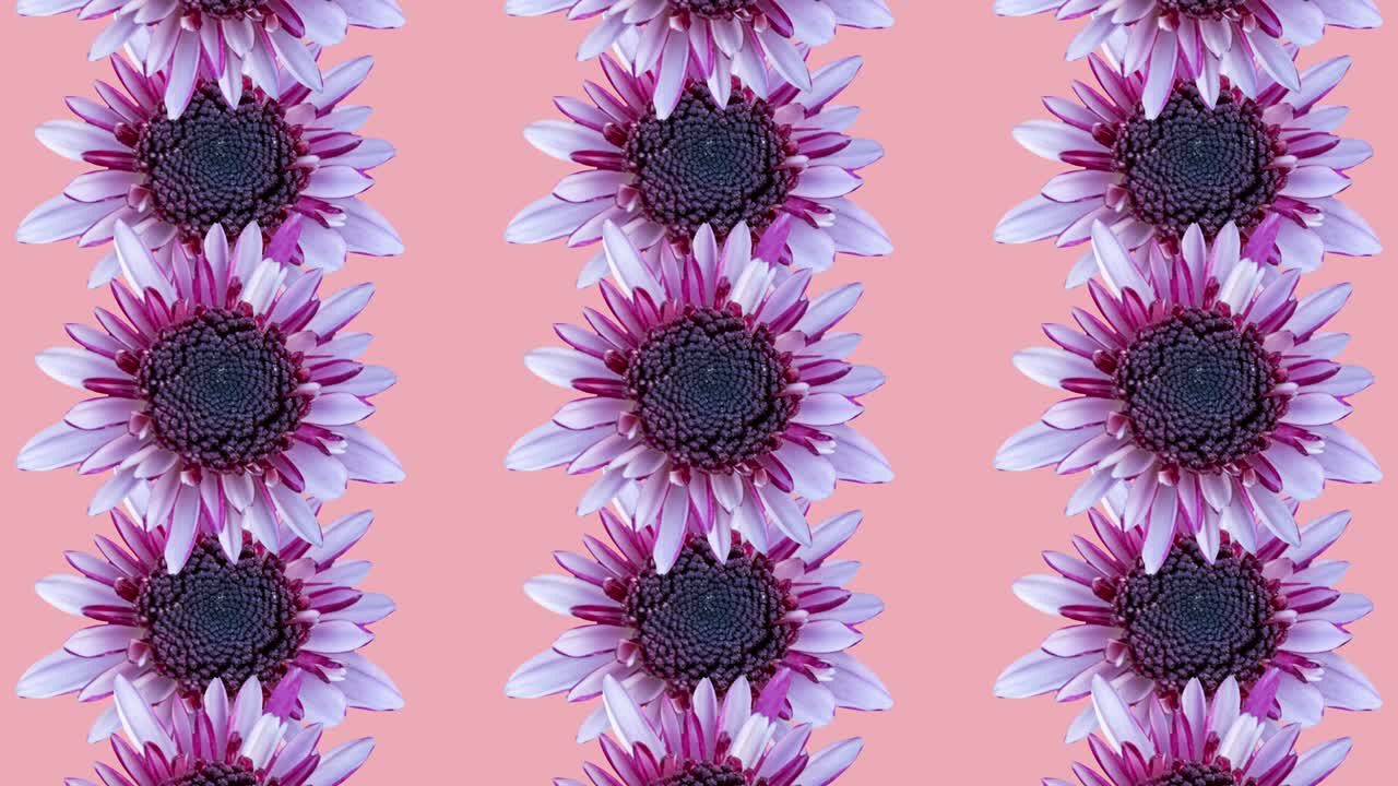 Pink chrysanthemum animated pattern on a coral background. Floral seamless loop concept animation