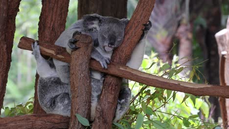 oso koala escalando y descansando en un árbol