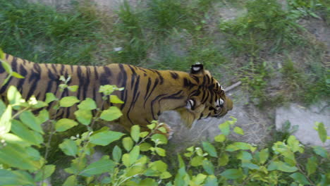 sumatraanse tijger loopt onder de boom met groen gebladerte in de dierentuin