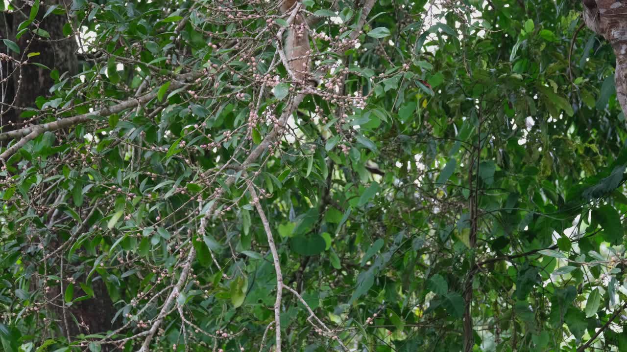 Seen going up from the branch in which it was eating fruits, White-Handed Gibbon Hylobates lar, Thailand