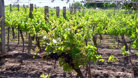 Vibrant-grapevines-in-a-sunlit-vineyard-in-Nemesnádudvar,-Hungary