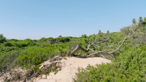 horizontal growing tree on a cliff in fonte da telha