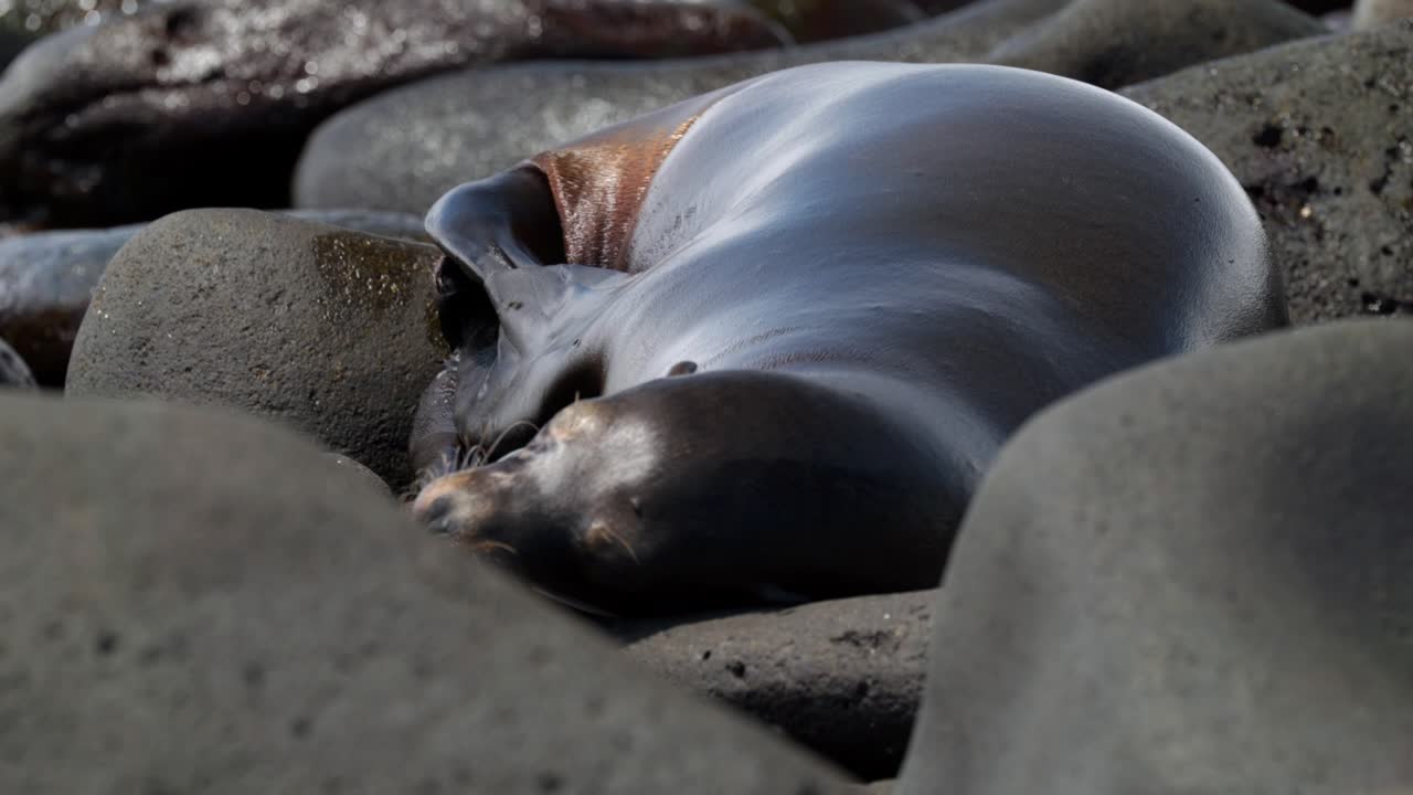 A Gal&aacute;pagos sea lion fidgets and rests on boulders whilst moving its flippers around in the sun, on North Seymour Island, near Santa Cruz in the Gal&aacute;pagos Islands, Ecuador