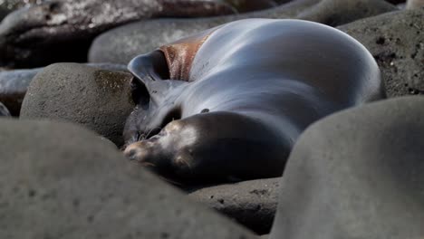 Un-León-Marino-De-Galápagos-Se-Inquieta-Y-Descansa-Sobre-Rocas-Mientras-Mueve-Sus-Aletas-Bajo-El-Sol,-En-La-Isla-Seymour-Norte,-Cerca-De-Santa-Cruz-En-Las-Islas-Galápagos,-Ecuador