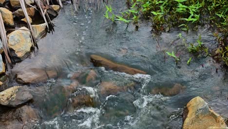 close up shot of a fast flowing creek bubbling over the rocks, with small riverside plants and foliage swaying in the gentle breeze