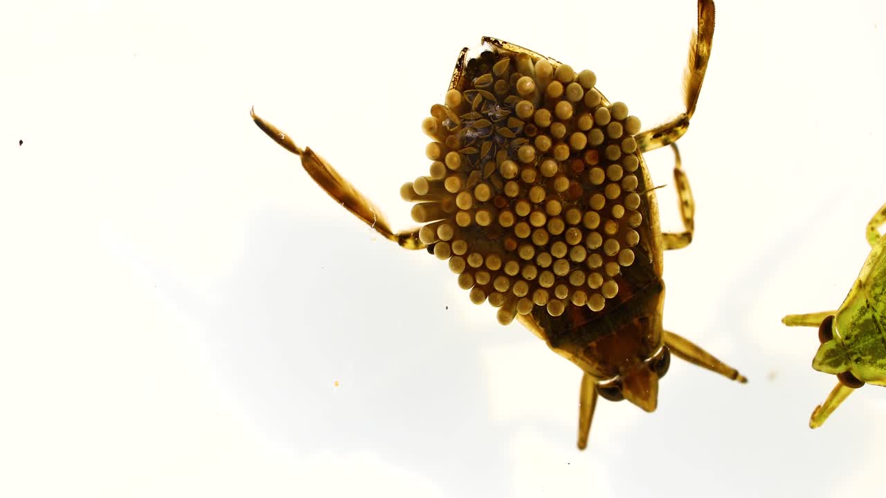 흰색 배경에 고립 된 뒷면에 알을 들고 남성 물 딱정벌레