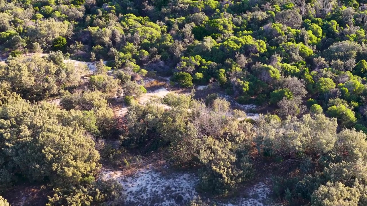 Riprese con drone che mostrano una panoramica della fitta vegetazione costiera verde e delle dune sabbiose sull'isola di South Stradbroke.