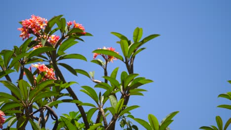 Schwenken-Der-Spitze-Eines-Wunderschönen-Frangipani-Baums-An-Einem-Klaren,-Hellen-Tag