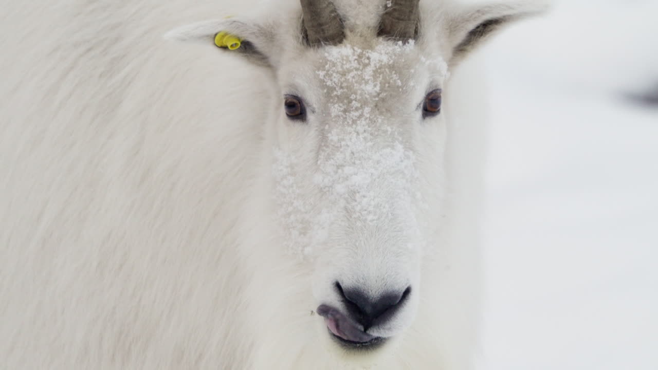 близкий снимок горной козы юкон в зимнее время.